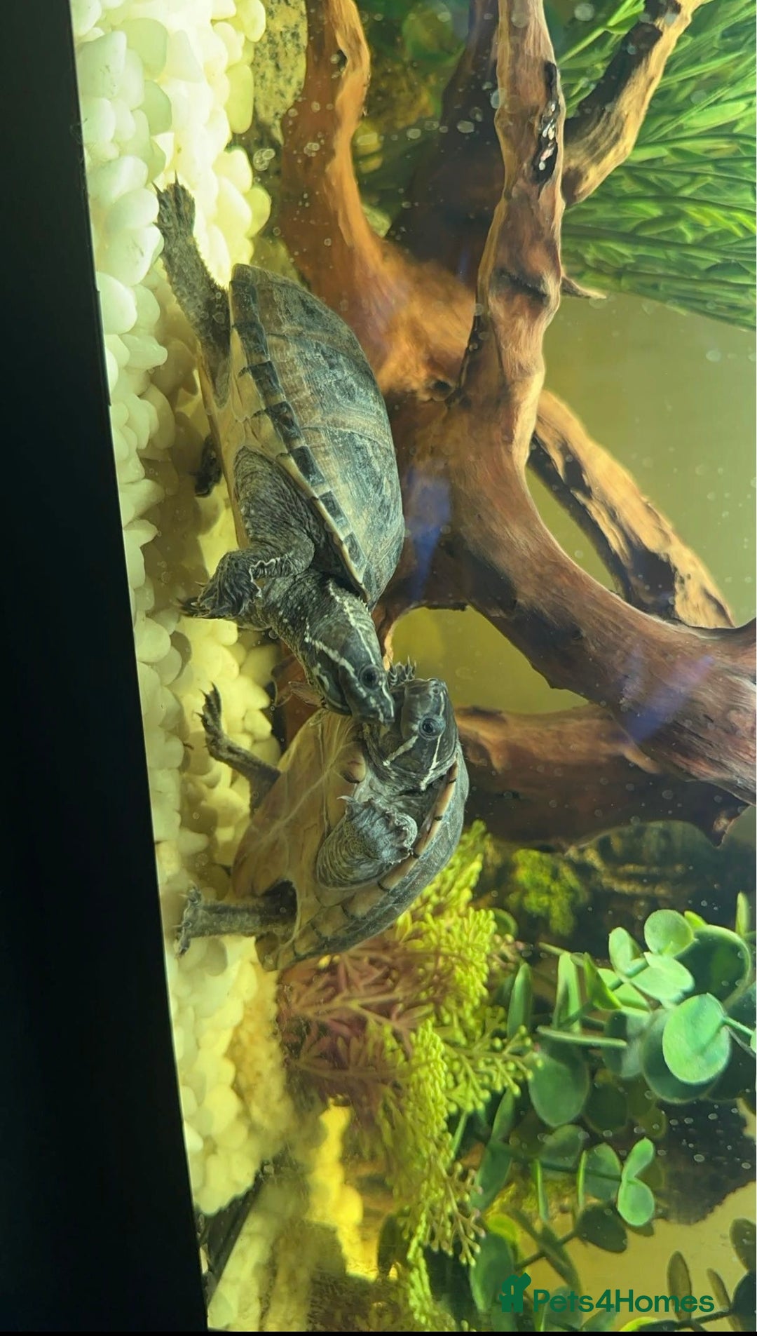 Turtle reptiles for sale: Female musk turtles  - Image 2