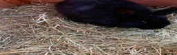 Mixed Breed rabbits for sale: Rabbits - Advert 4