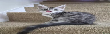 Maine Coon 3