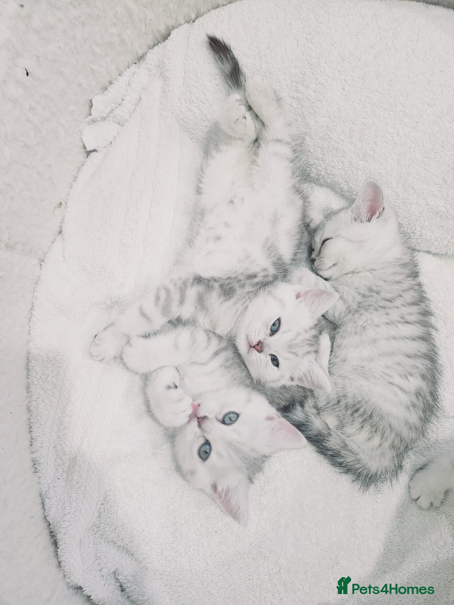 British Shorthair cats British shorthair kitten  - Advert 5