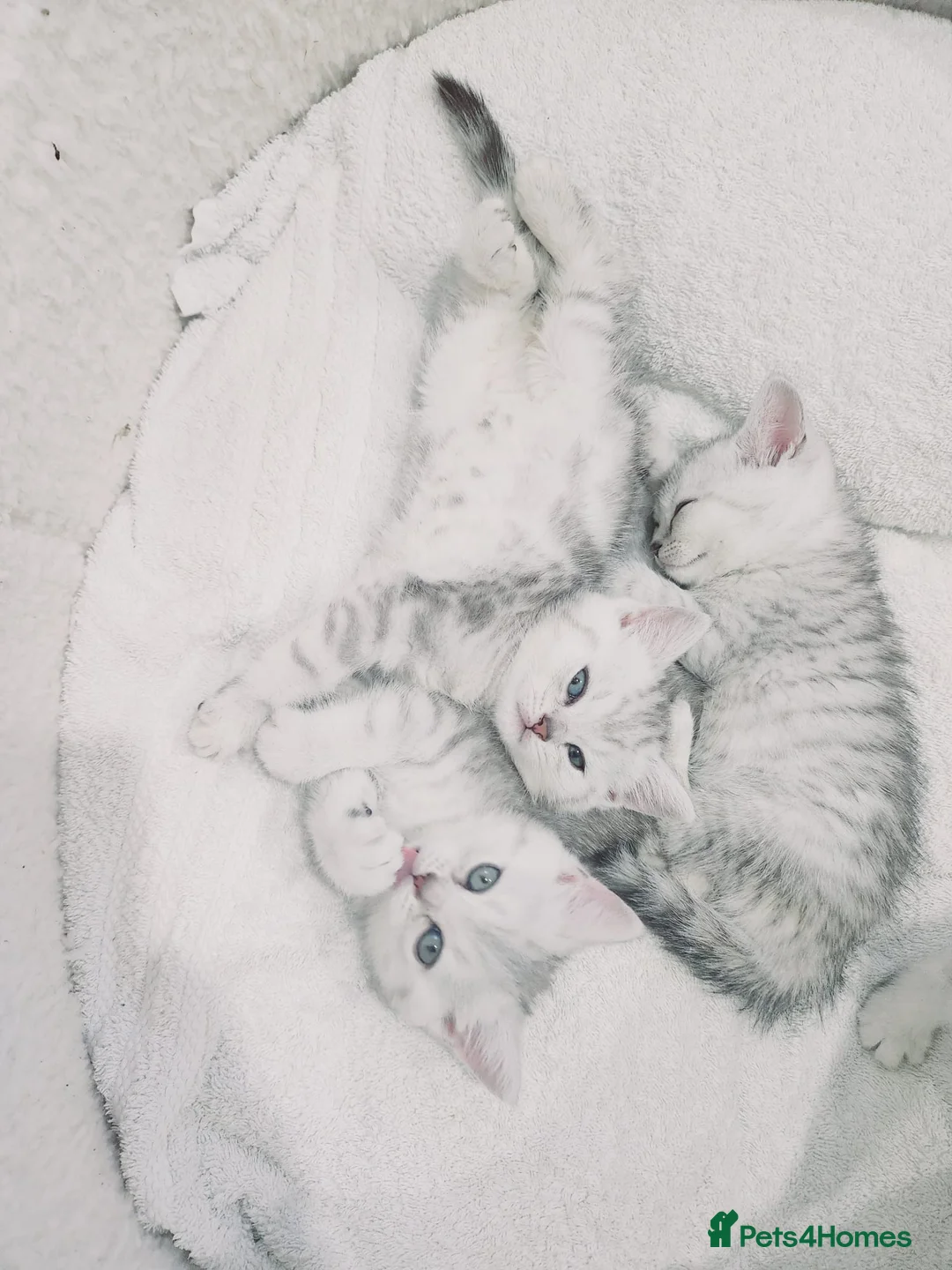 British Shorthair cats for sale: British shorthair kitten  - Advert 1