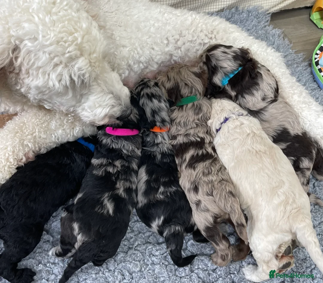 Australian Labradoodle dogs for stud: Australian Labradoodle Stud Dog in Driffield - Advert 9