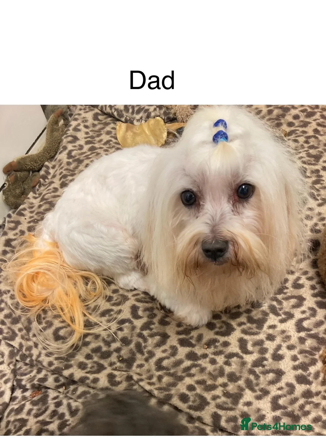 Malshi dogs for sale: GORGEOUS MALSHI PUPPIES AVAILABLE - Advert 13