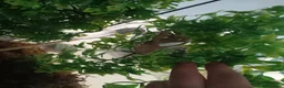 Gecko reptiles for sale: Crested gecko and full setup in Newcastle upon Tyne - Advert 4