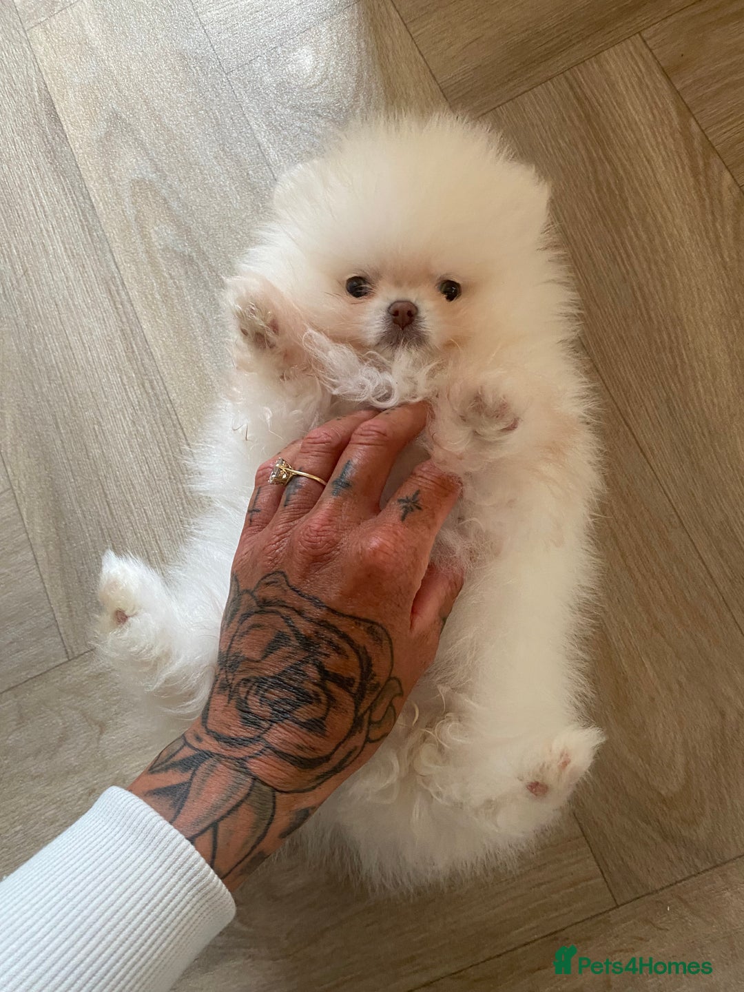 Pomeranian dogs for sale: Beautiful girl Pomeranian puppy for sale  - Image 7