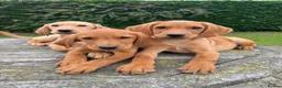 Labrador Retriever dogs for sale: Fox red & Yellow Labrador Puppies  - Advert 1