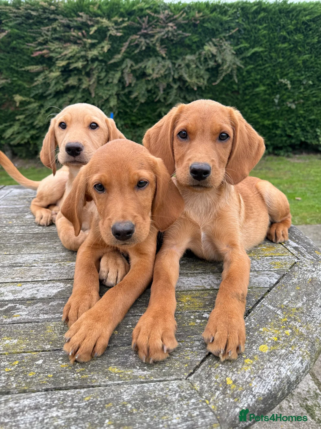 Labrador Retriever dogs for sale: Fox red & Yellow Labrador Puppies  - Advert 1