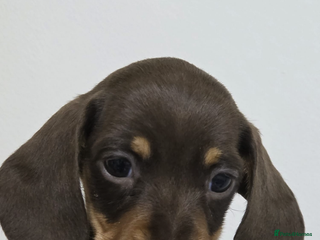 Miniature Dachshund dogs - Advert 1