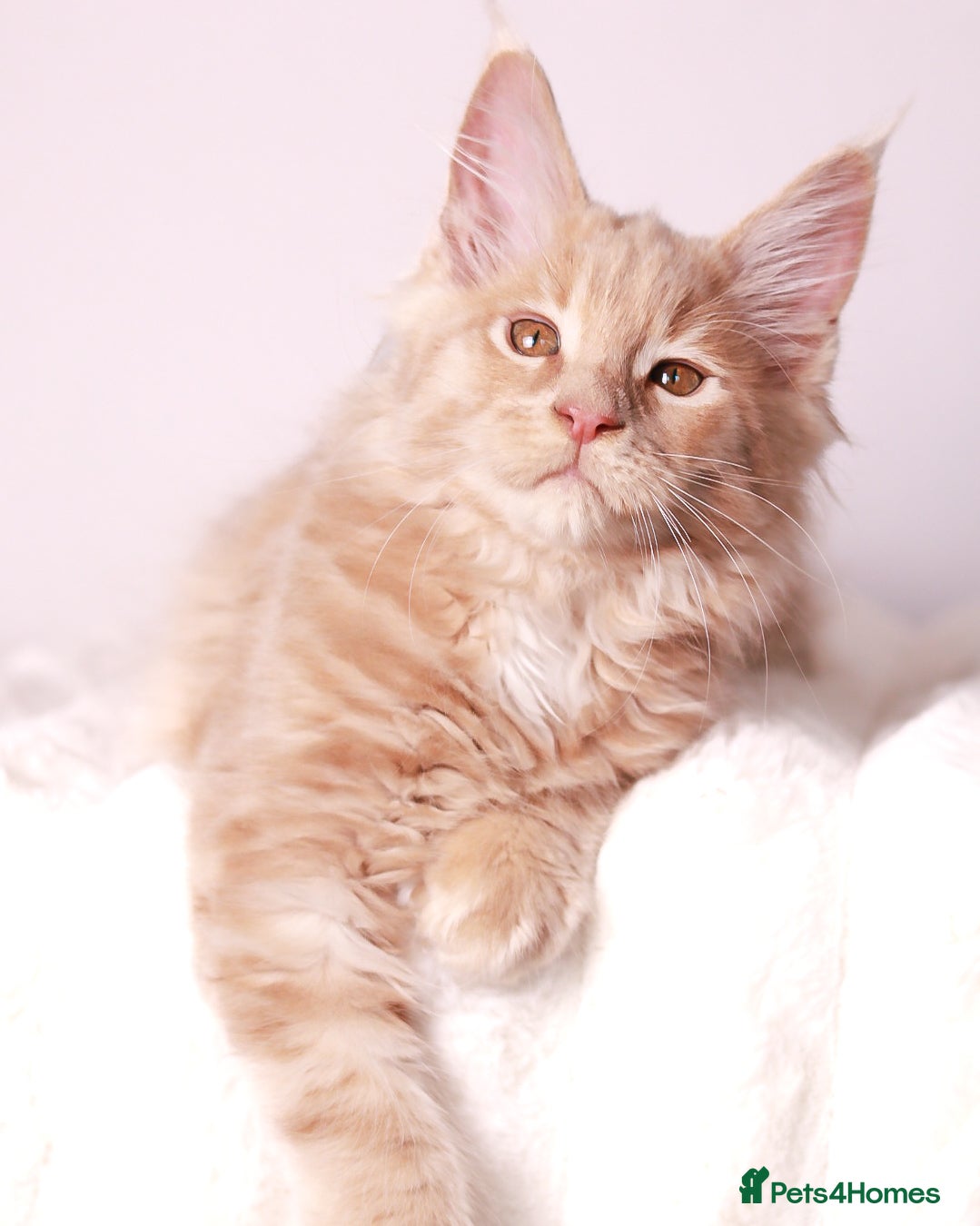 Maine Coon cats Rare Red Female Maine Coon – TICA Registered - Advert 10