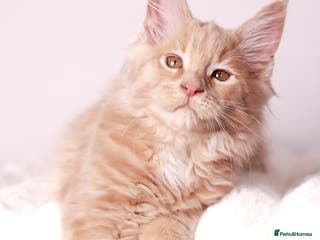 Maine Coon cats Rare Red Female Maine Coon – TICA Registered - Advert 15