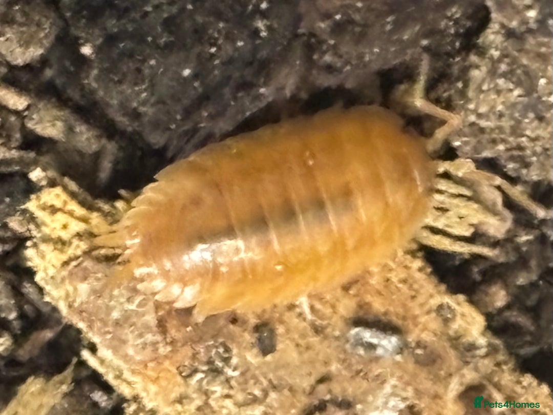 Isopods invertebrates for sale: Mixed types Isopods available Ridgeback Rollers  - Advert 25