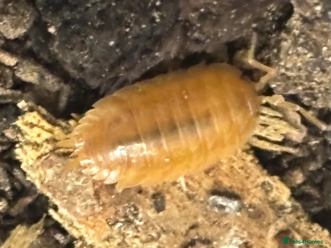 Isopods invertebrates for sale: Mixed types Isopods Orange Springtails  - Advert 25
