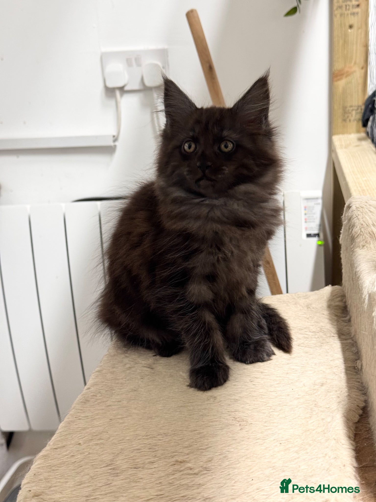 Maine Coon cats Female Maine Coon Kittens Available - Advert 1