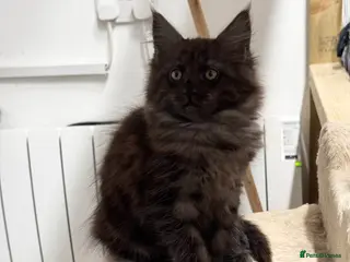 Maine Coon cats Female Maine Coon Kittens Available - Advert 1