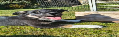 Tri coloured 3/4 border collie