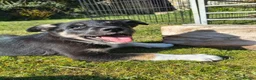 Mixed Breed dogs for sale: 3/4 border collie pups  in West Linton - Advert 3