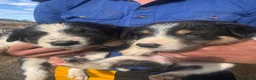 Border Collie dogs for sale: Merle and collie pups  - Advert 5