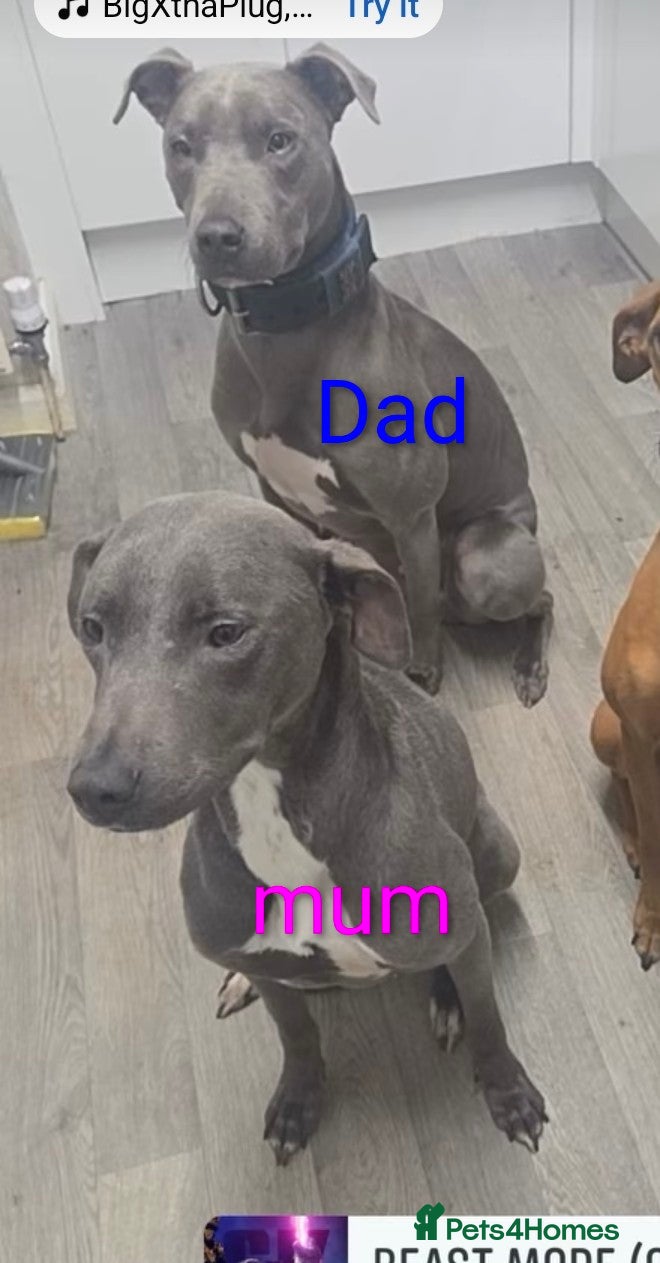 Lurcher dogs Lurcher bitch pup 7 months old  - Advert 2