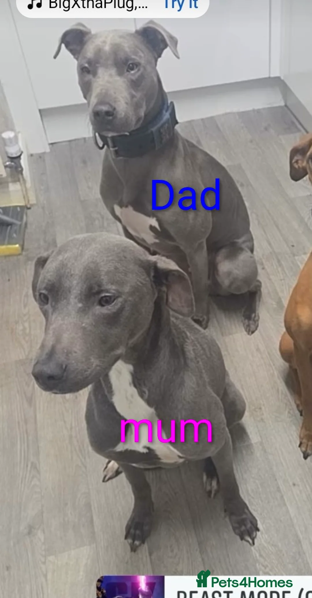 Lurcher dogs for sale: Lurcher bitch pup 7 months old  in Colne - Advert 1