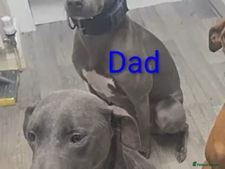 Lurcher dogs Lurcher bitch pup 7 months old - Advert 11