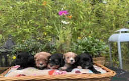 Cavapoo dogs for sale: Quality True mini Cavapoo Puppies in Eastleigh - Image 6