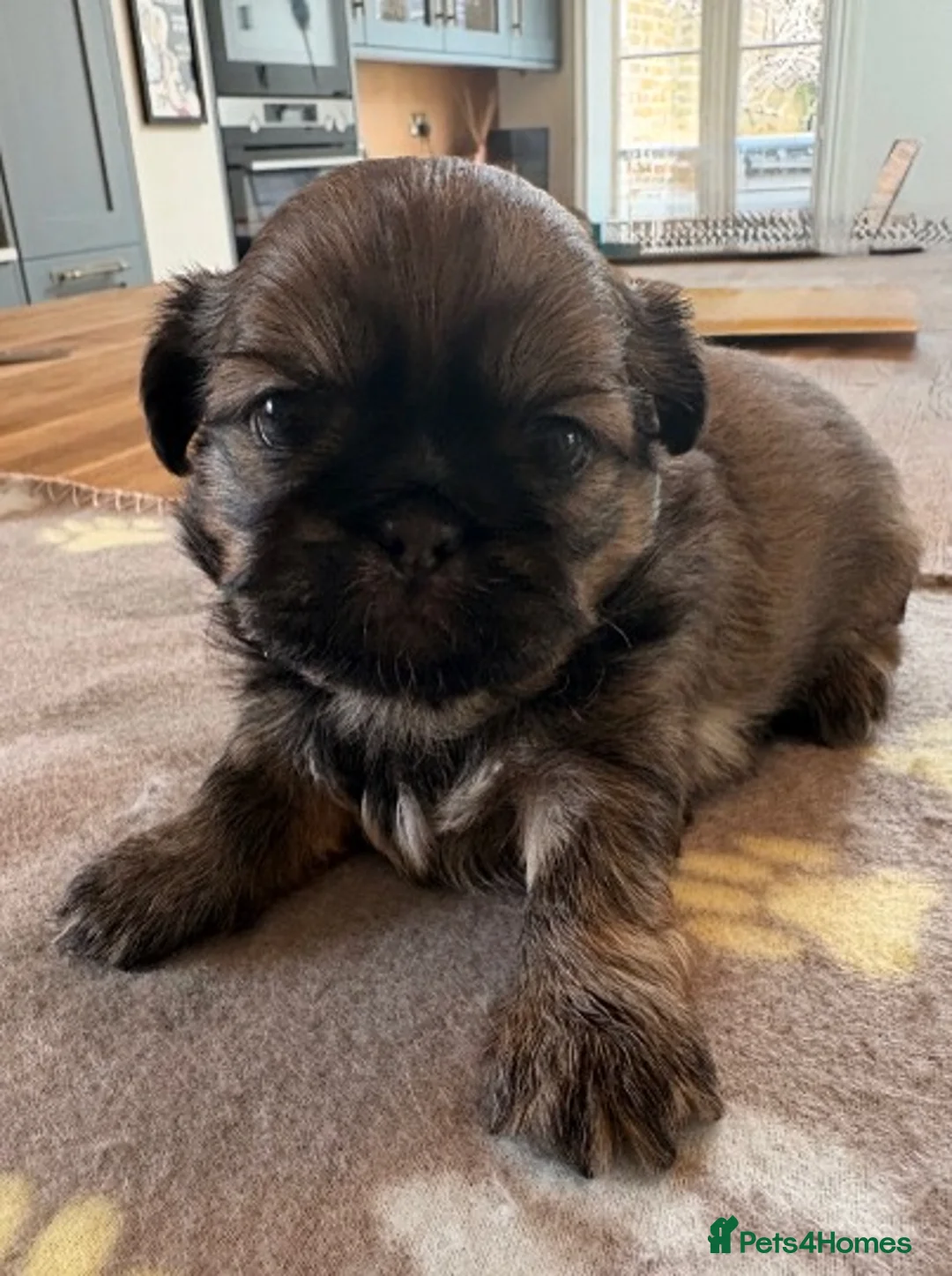 Shih Tzu dogs for sale: Stunning Imperial Shih Tzu Puppies ~ Rare Colours in Esher - Advert 2