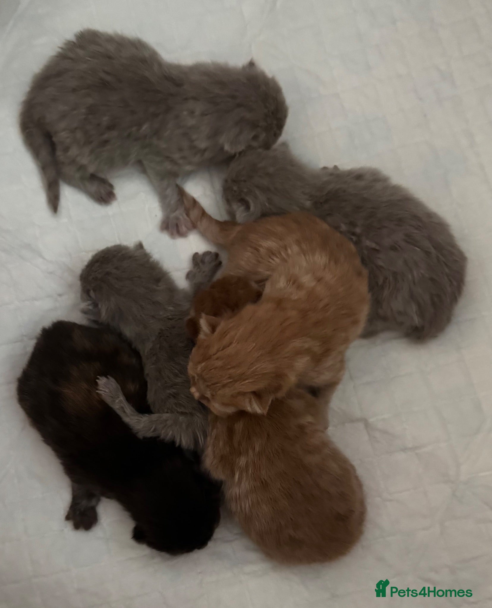 British Shorthair cats 💜❤️BSH babies , red, lilac  - Advert 2