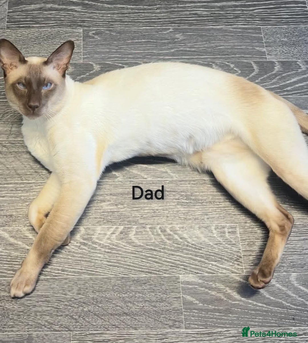 Mixed Breed cats for sale: Siamese Bengal mix kittens  - Advert 18