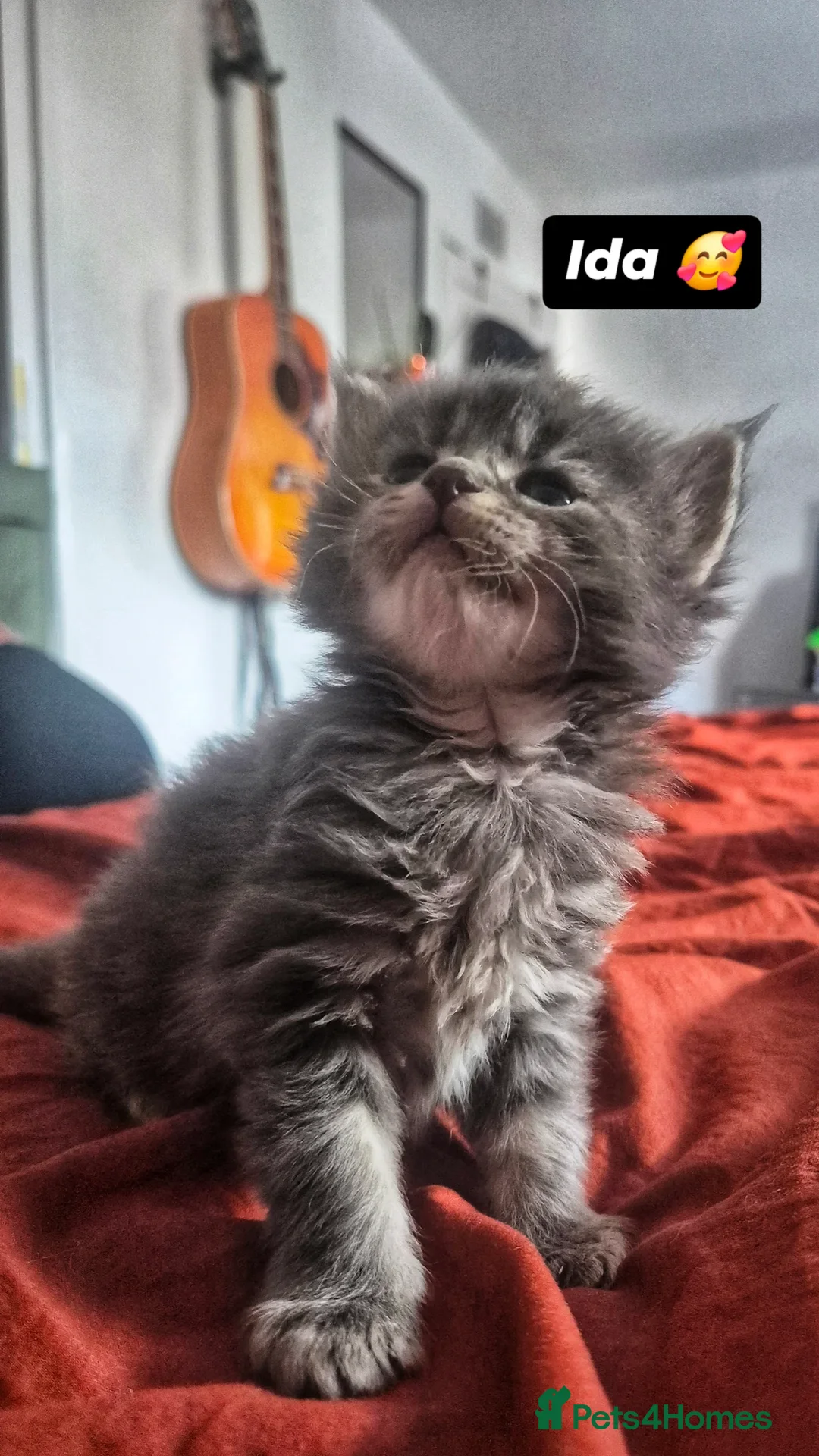 Maine Coon cats for sale: Maine Coon kittens  - Image 1