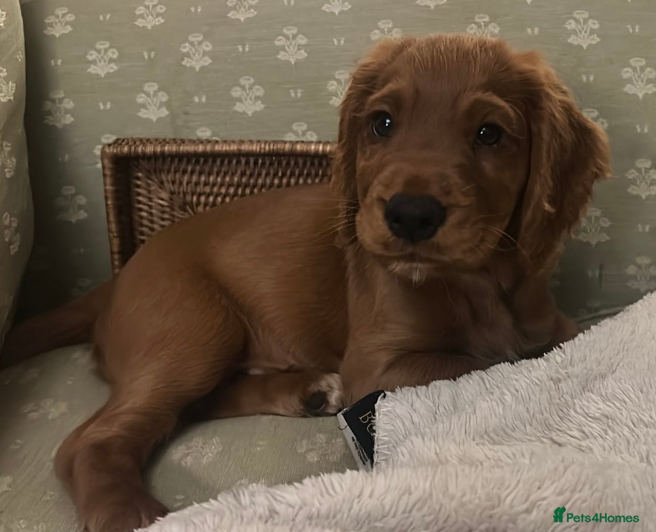 Cocker Spaniel dogs Red Working Cocker Spaniels - Advert 2
