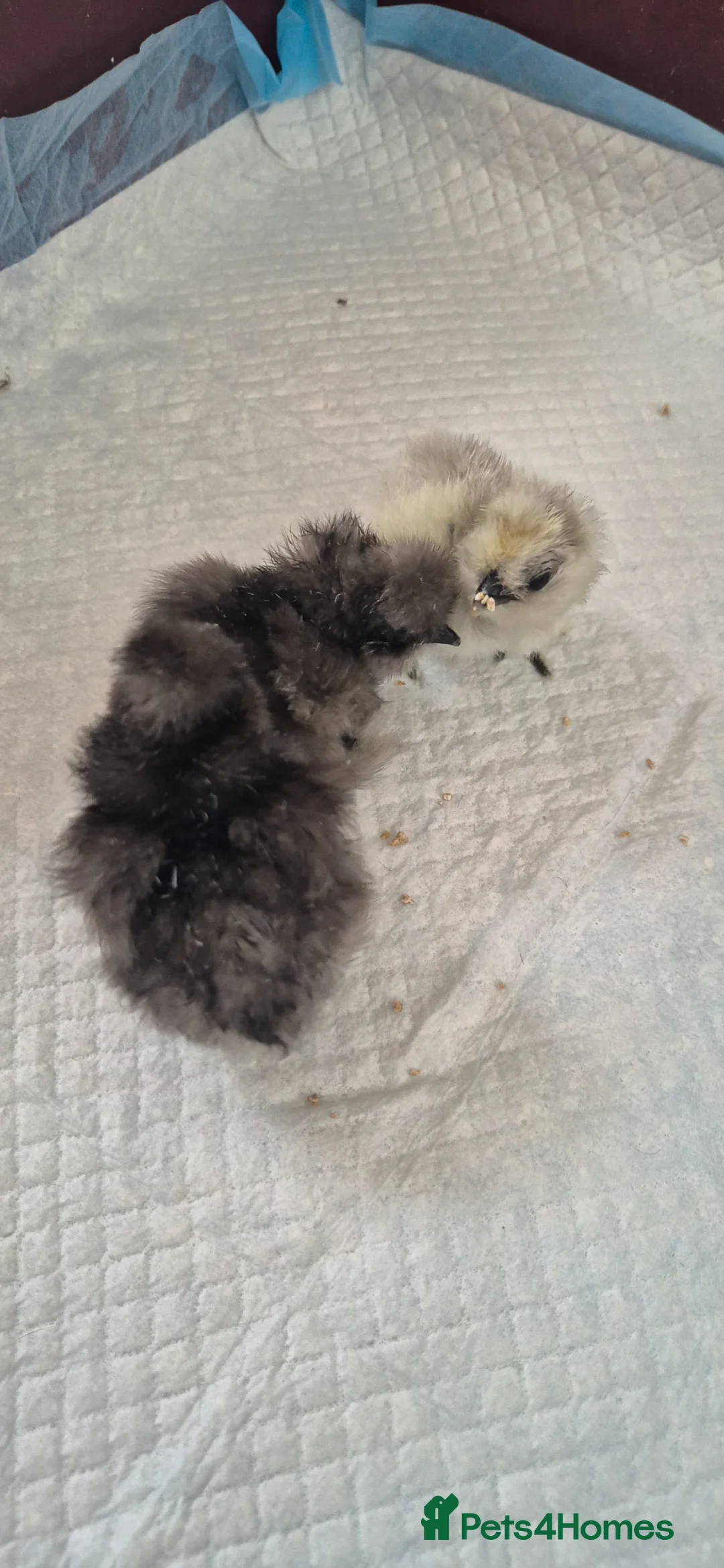 Chickens poultry for sale: Silkie chicks for sale - Advert 2
