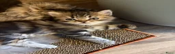 Perdoll cats for sale: beautiful fluffy persian cross ragdoll kittens - Advert 29