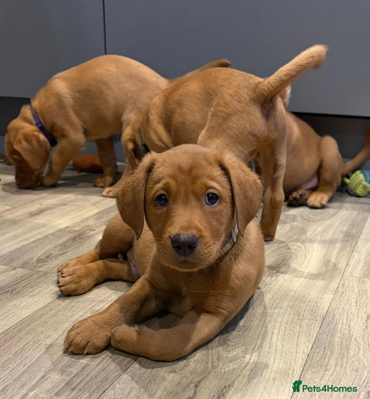 Labrador Retriever dogs Beautiful Fox Red Labrador Retriever Puppies  - Advert 8
