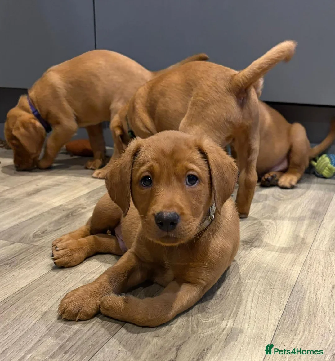 Labrador Retriever dogs for sale: Beautiful Fox Red Labrador Retriever Puppies  in Northampton - Advert 1