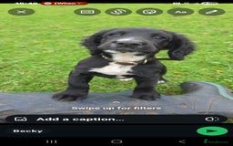 Cocker Spaniel dogs for sale: Looking for a guardian home  - Image 1