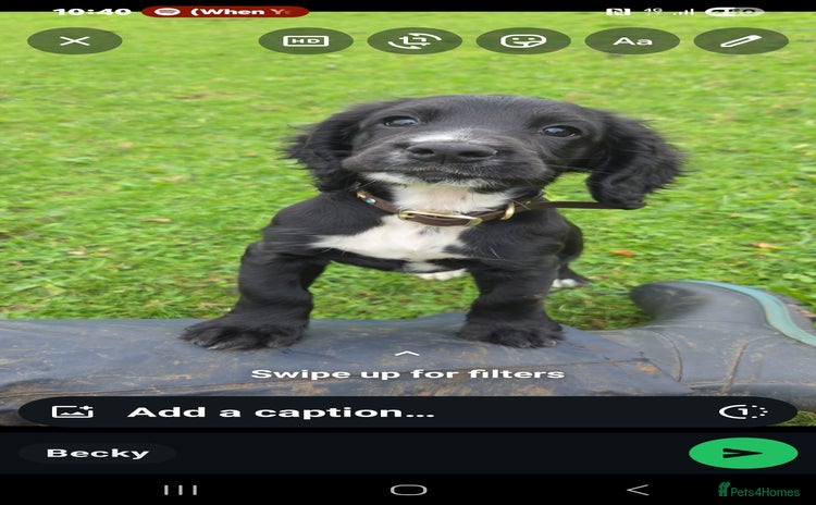 Cocker Spaniel dogs - Advert 7