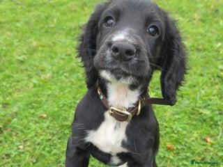 Cocker Spaniel dogs - Advert 1