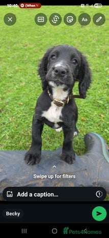 Cocker Spaniel dogs - Advert 7