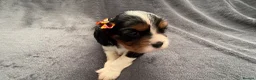 Cavalier King Charles Spaniel dogs for sale: Sweet RKCR Cavalier King Charles Spaniel Puppies - Advert 20