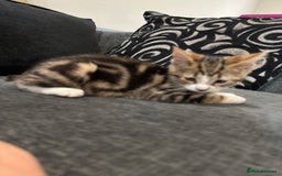 Domestic Shorthair cats for sale: Her name biscuit  - Image 2