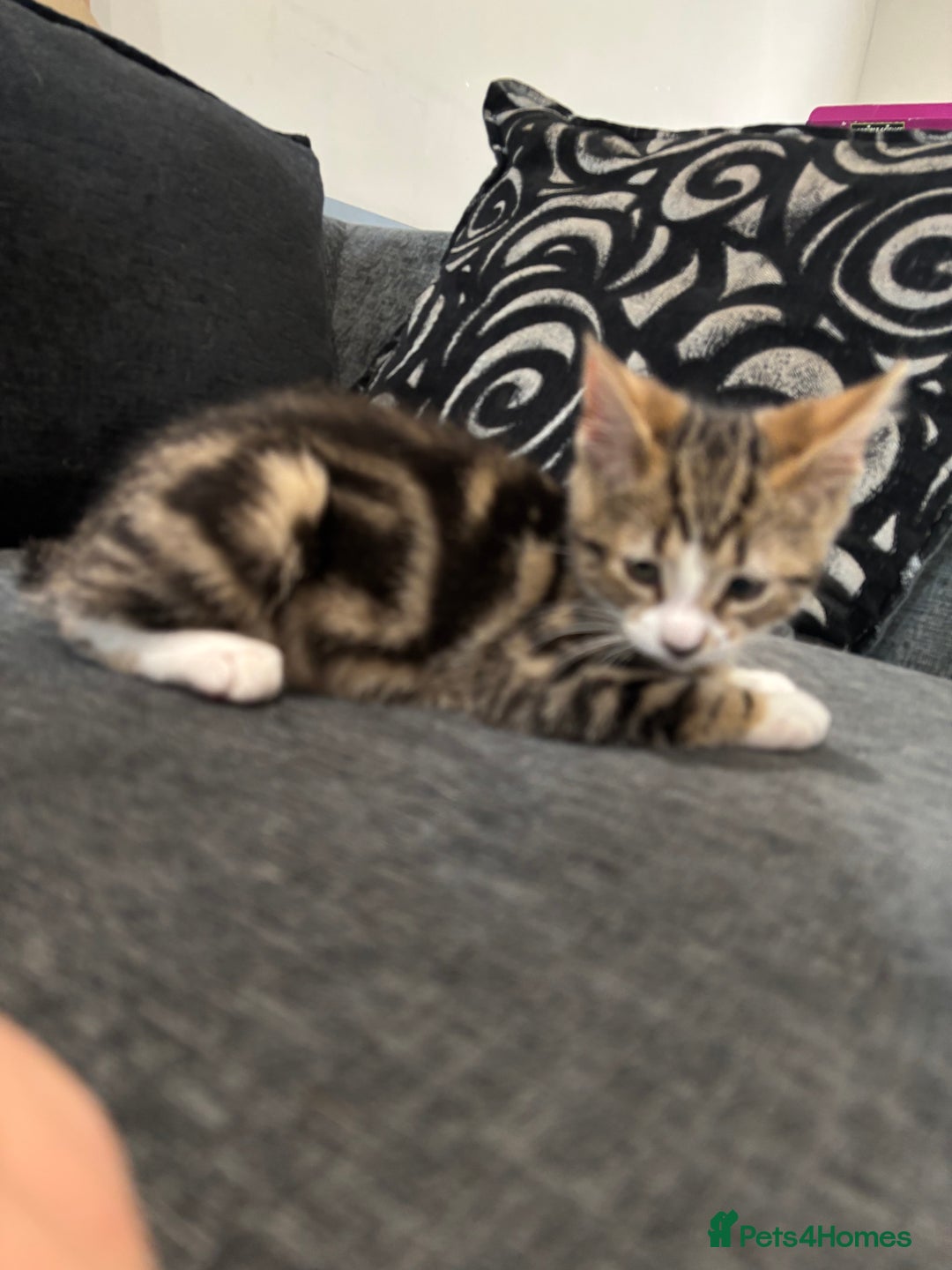 Domestic Shorthair cats for sale: Her name biscuit  - Image 2