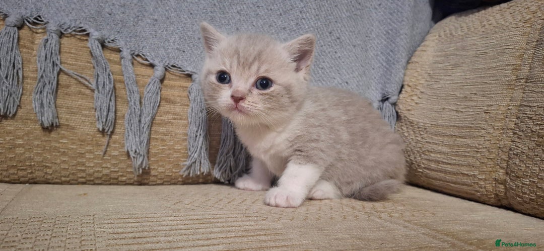 British Shorthair cats for sale: 5 british shorthair kittens. Male and female! - Image 3