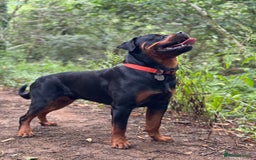 Rottweiler dogs for stud: Male for stud - Image 4