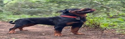 Rottweiler dogs for stud: Male for stud - Advert 4