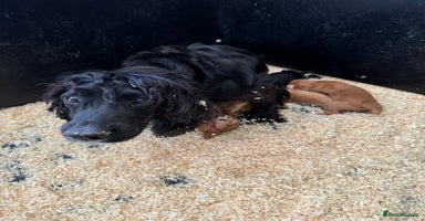 Cocker Spaniel dogs Beautiful cocker spaniel puppies ready now - Advert 10