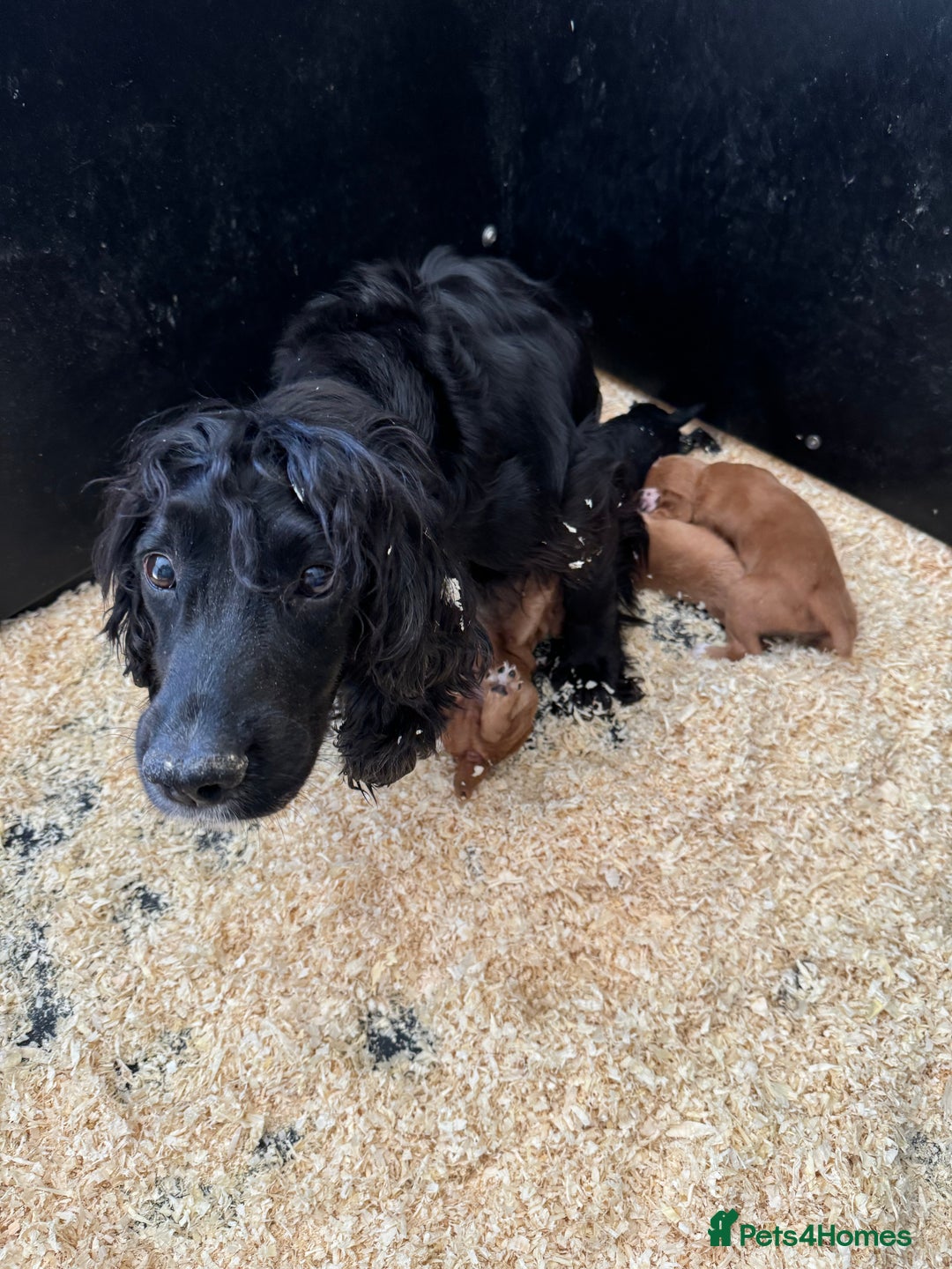 Cocker Spaniel dogs for sale: Beautiful cocker spaniel puppies ready now - Advert 2