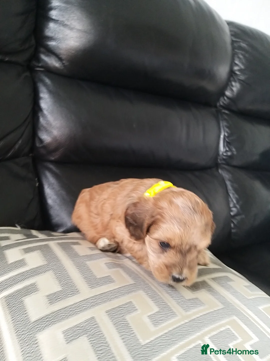 Cockapoo dogs for sale: Gorgeous f1 cockerpoo puppies in Derby - Advert 12