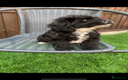 Cockapoo dogs for sale: Cockapoo pups - Image 4