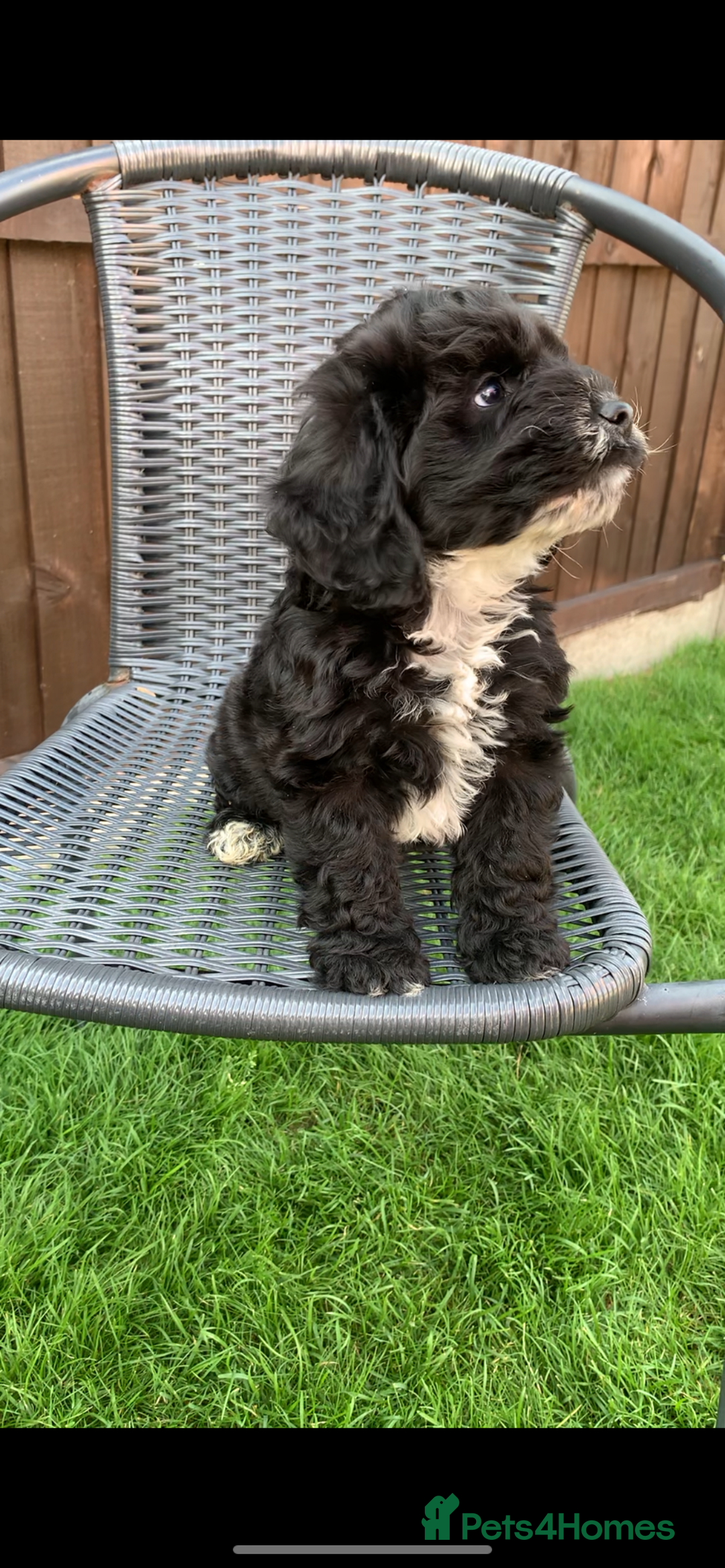 Cockapoo dogs for sale: Cockapoo pups - Image 4