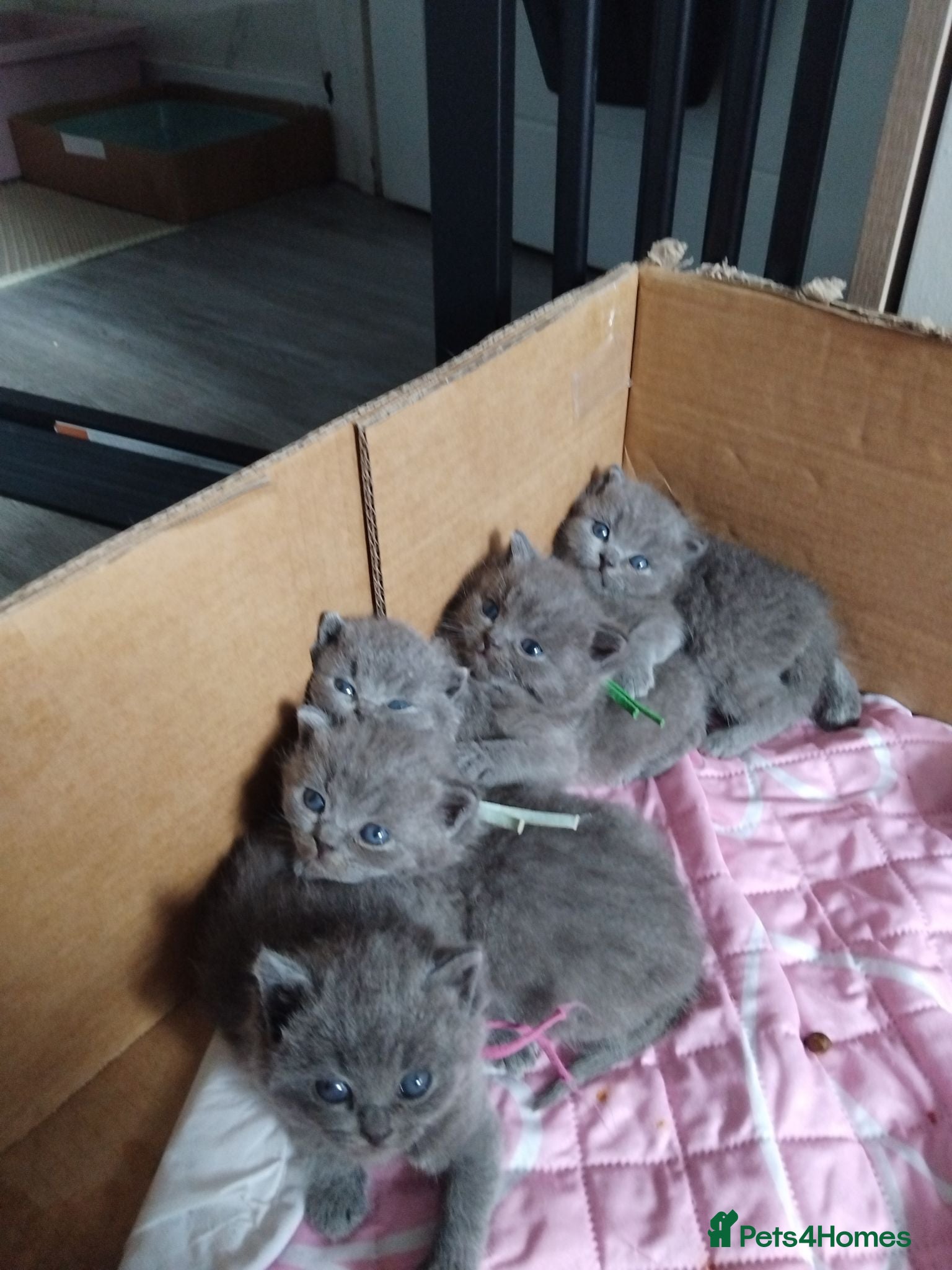 British Shorthair cats British shorthair x Russian Blue  - Advert 5